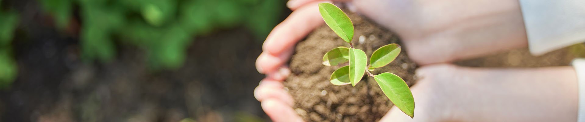 banner_0001_摄图网_502368179_双手捧着小树苗的特写（企业商用）
